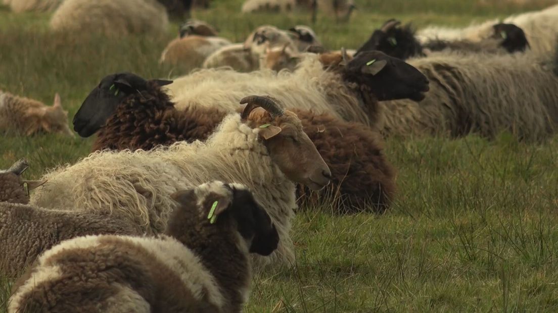 Deze schapen overnachten veilig dankzij het nieuwe hek