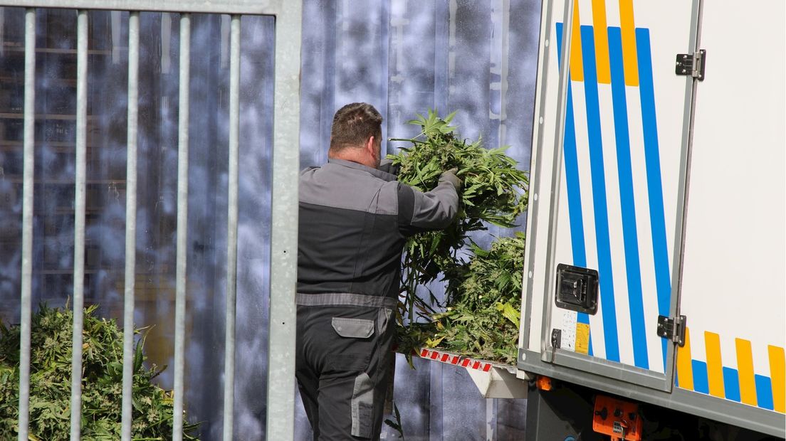 Hennepplantage in bedrijfsruimte Wierden ontmanteld