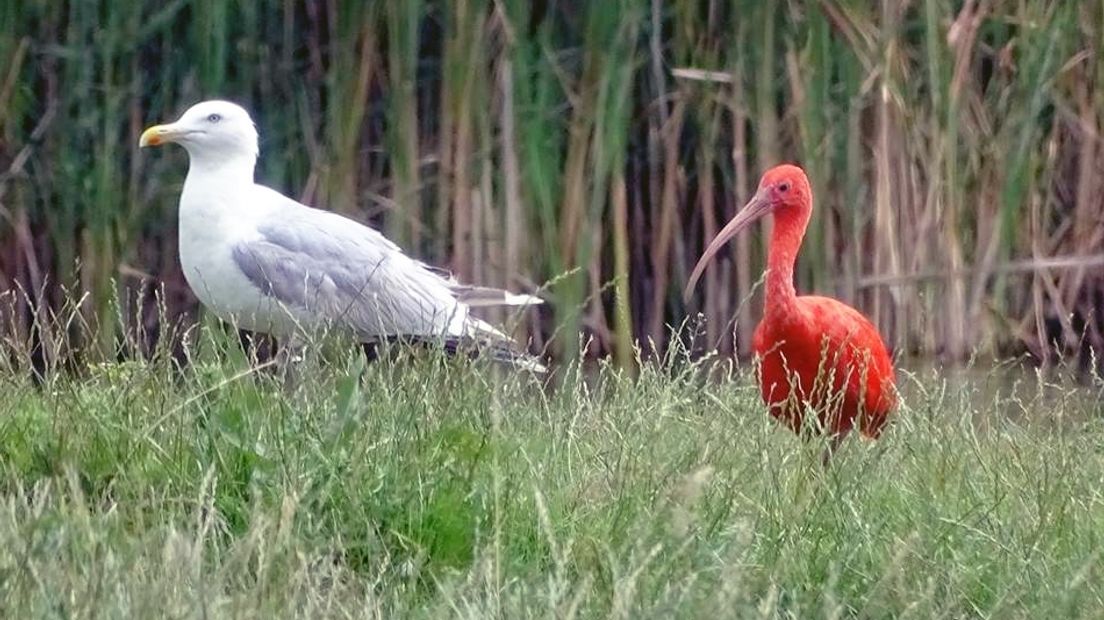 De rode ibis bij Nieuw Namen, met een meeuw ernaast ter vergelijking