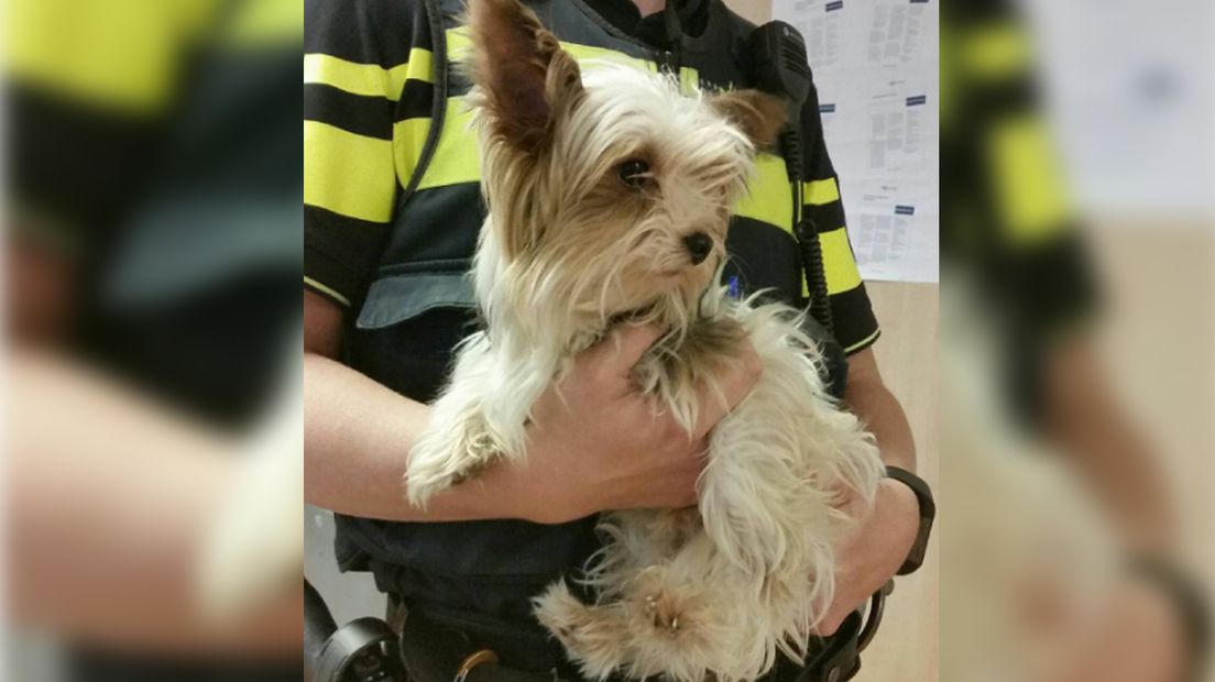 Klein hondje mishandeld in Leiden