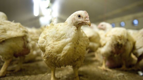 Beter Leven-keurmerk opnieuw versoepeld: vrije uitloop pas in 2029 verplicht