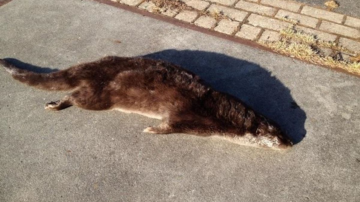 Otter doodgereden in Wanneperveen