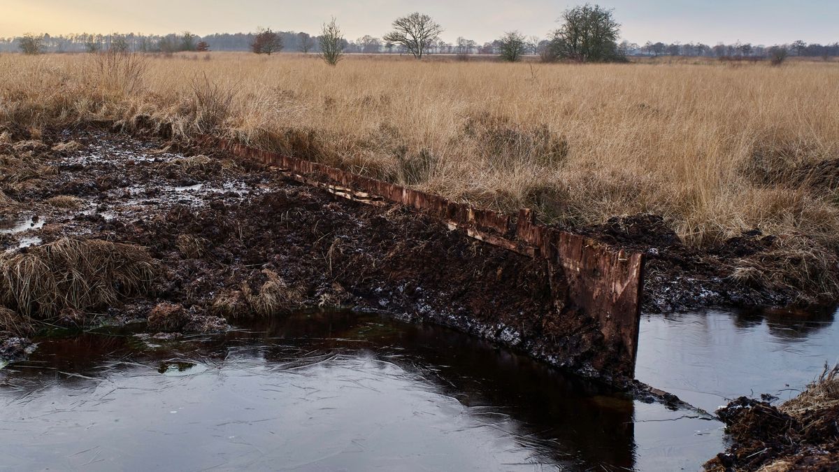 Het Fochteloërveen wordt een natte spons door het vervangen van deze oude kaden