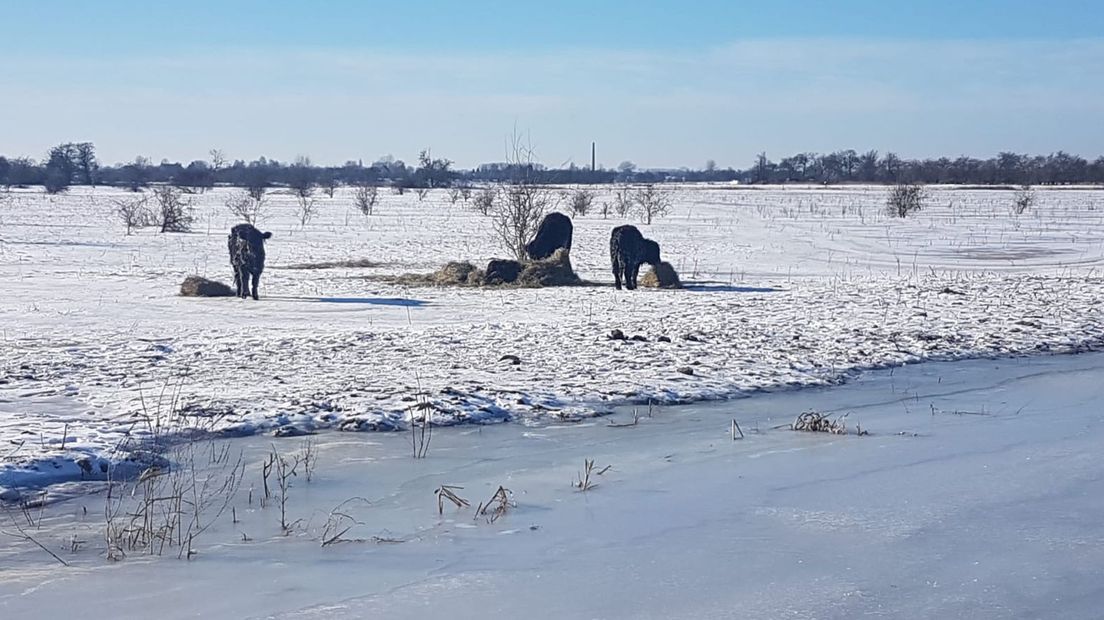 De runderen in de Amerongse Bovenpolder.