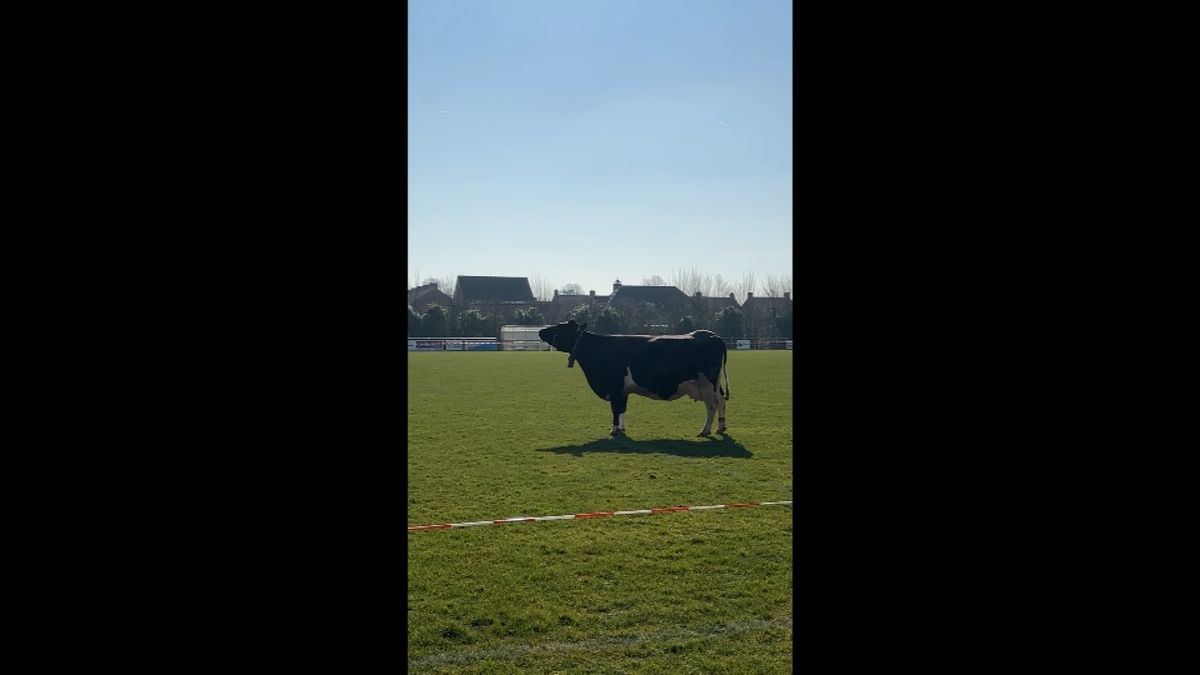 Koeienbingo in Kloosterzande: 'Ik hoop dat ie in m'n vak schijt'