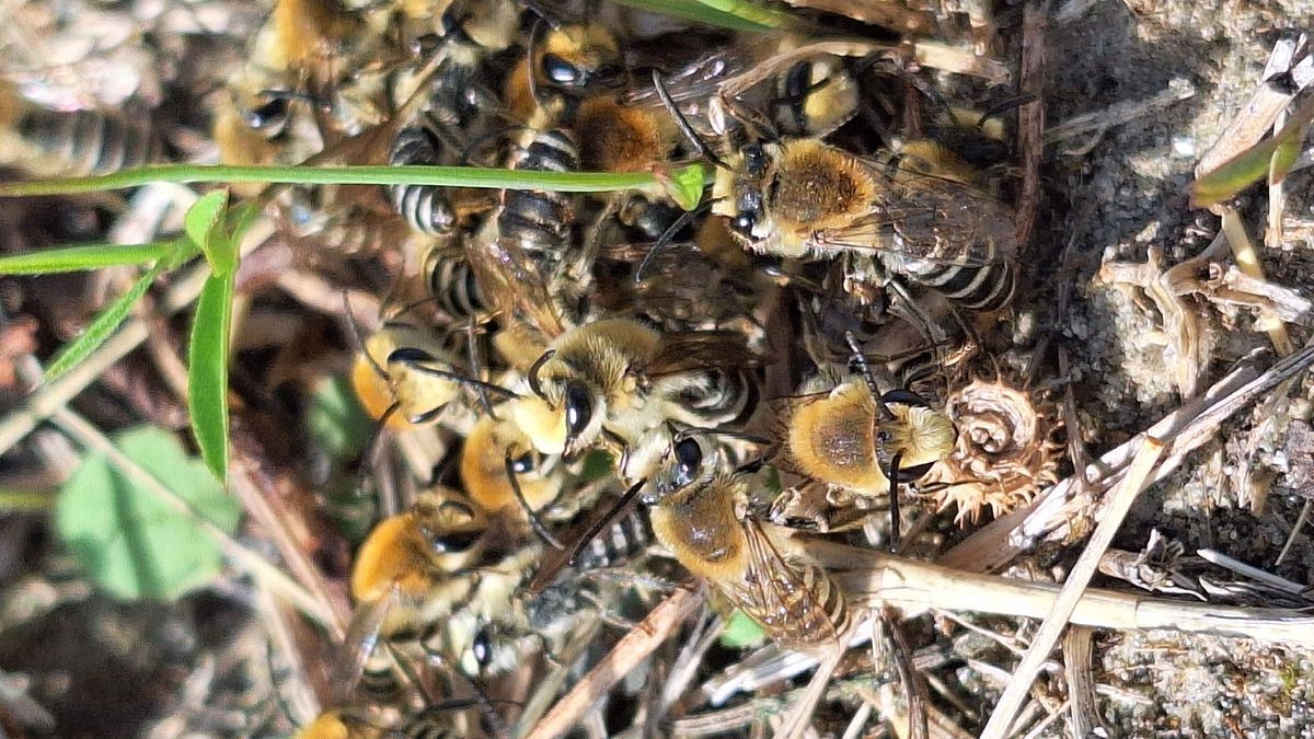 Nestheuvels op Tholen vol schorzijdebijen: 'Het herstel is een succes te noemen'