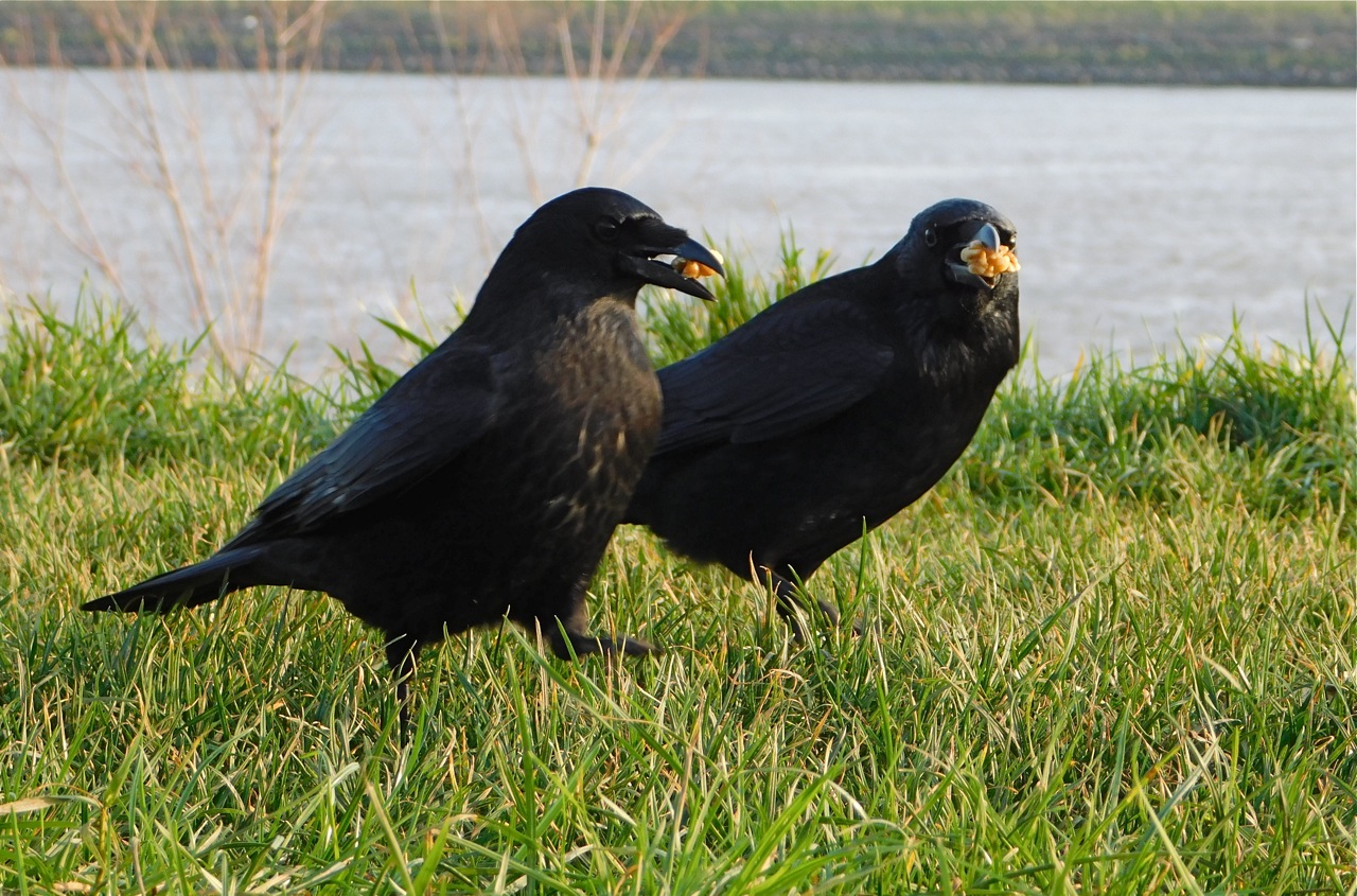Kraaienpaar Clark en Carole uit 's-Gravendeel.