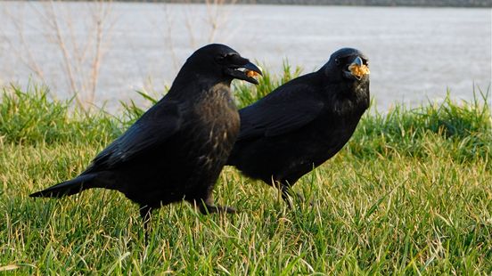 Arie deelt lief en leed met kraaienpaar tot westnijlvirus genadeloos toeslaat Home