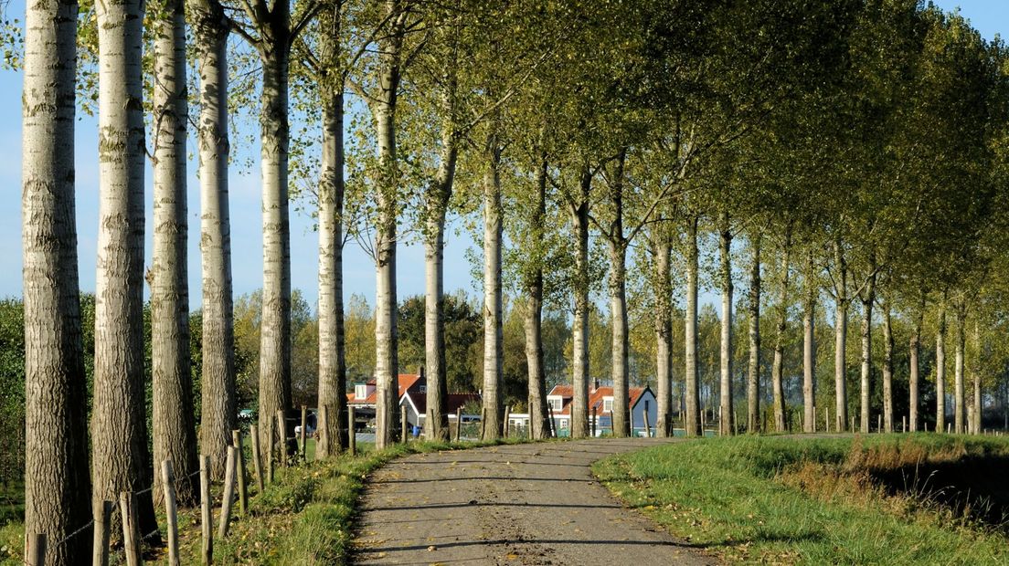 Dijken met bomen in Heinkenszand