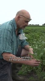 Coloradokever teistert Elim