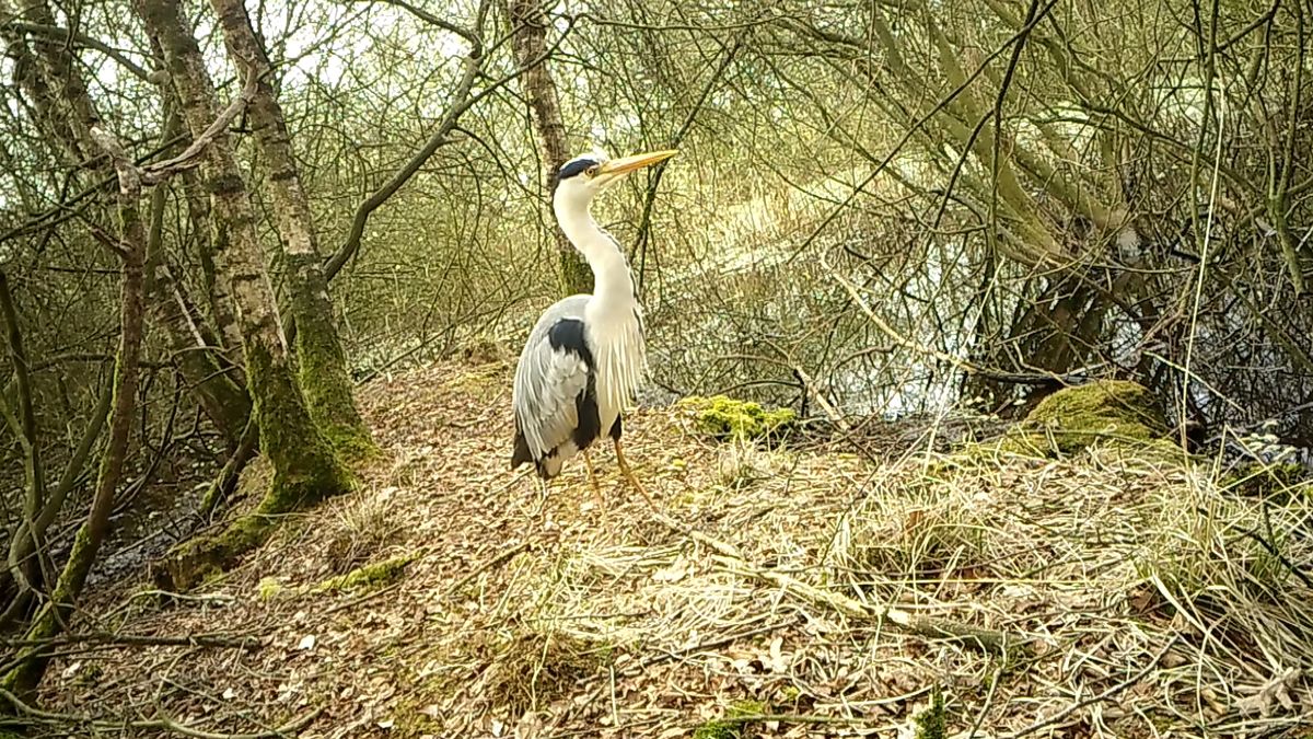 Spiek mee naar de dieren in het Drents-Friese Wold