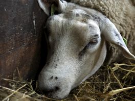 Blauwtongvirus laat sporen na: zoveel schapen zijn er nog in Drenthe
