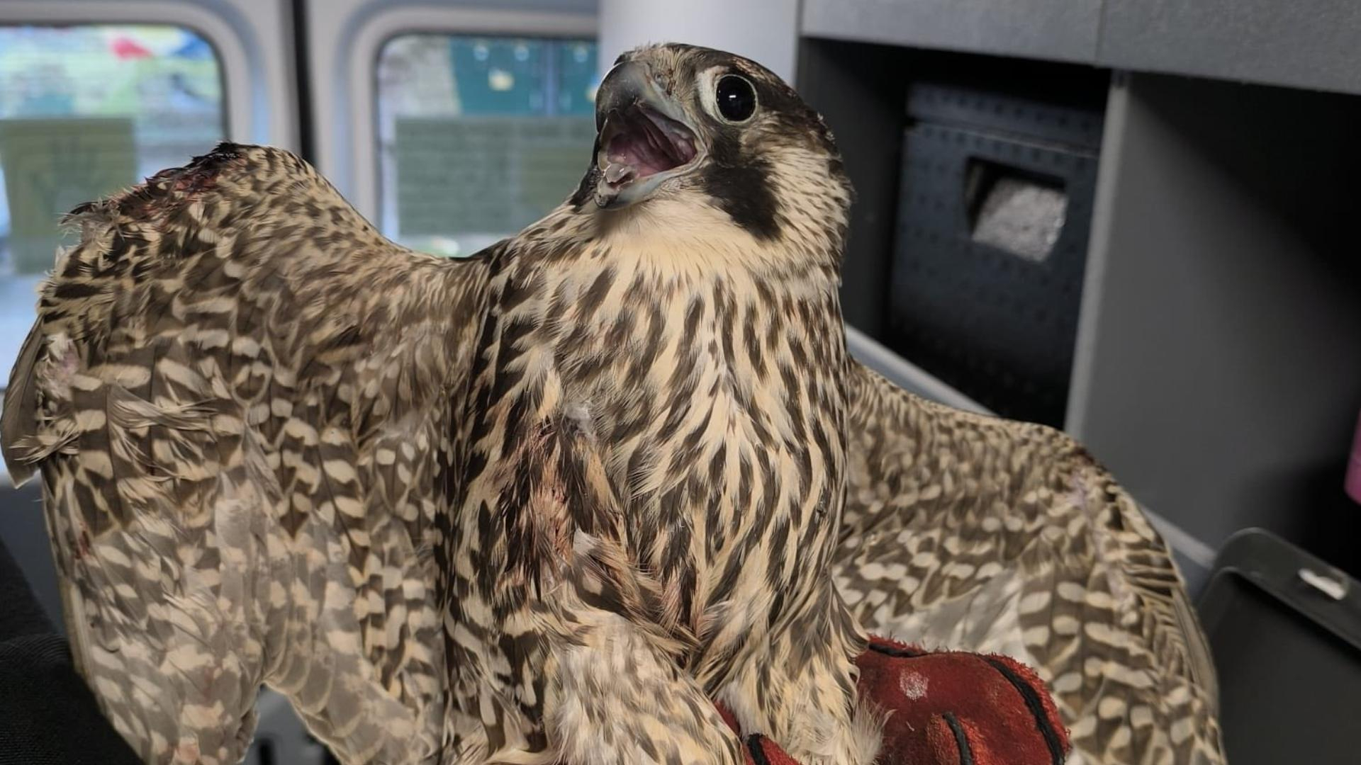 De slechtvalk werd na zijn avontuur opgevangen in de dierenambulance