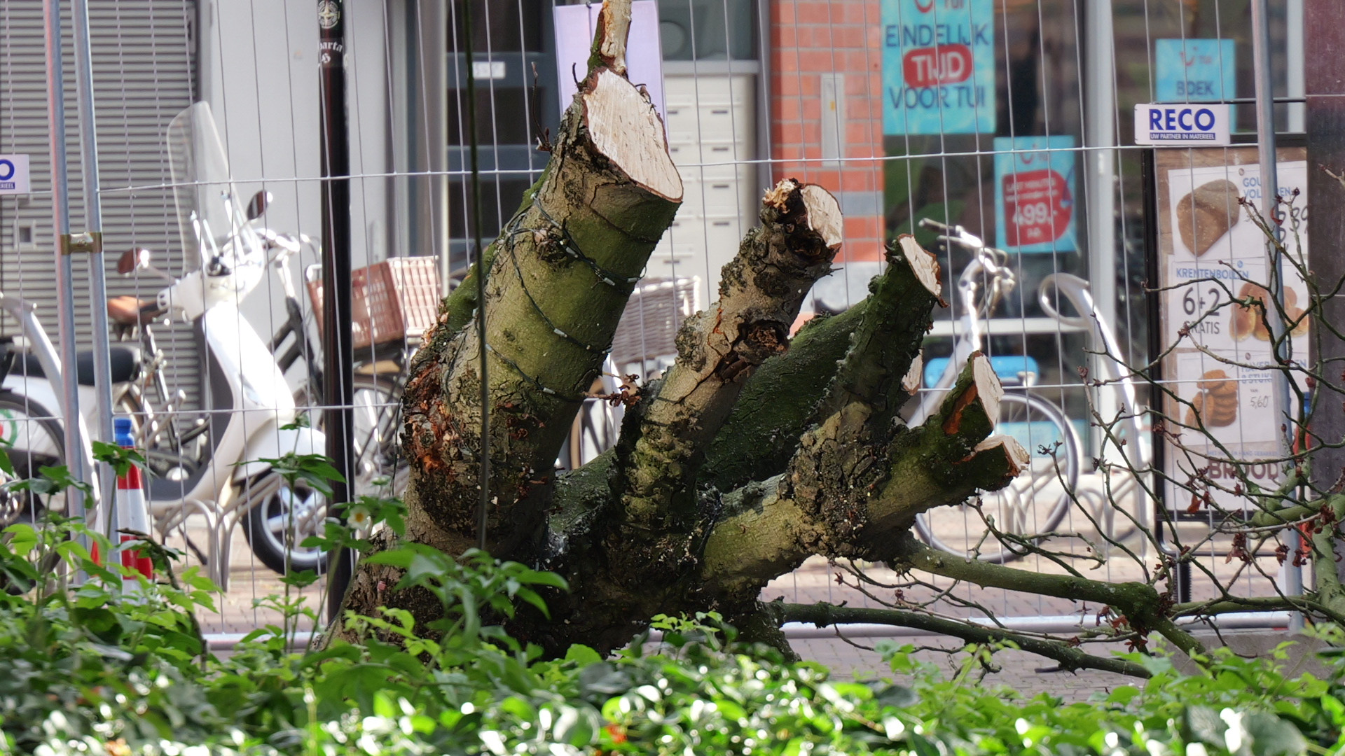 Een (deels) gekapte kastanjeboom bij de Adventskerk in het centrum van Alphen