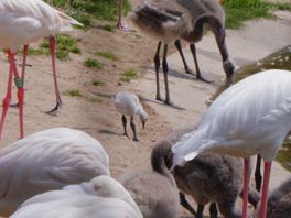 Recordaantal flamingokuikens in Rotterdamse dierentuin, bron: Diergaarde Blijdorp