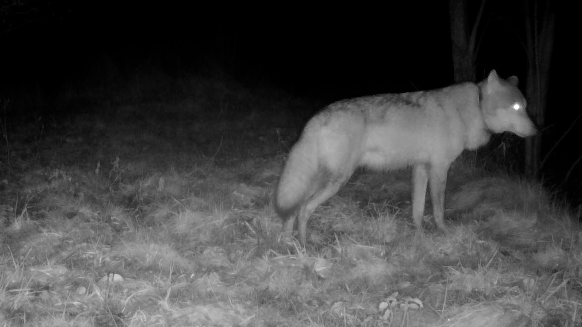 Veluwse wolf duikt op bij Utrechtse roedel van afgeschoten probleemwolf: 'Hij lijkt geaccepteerd'
