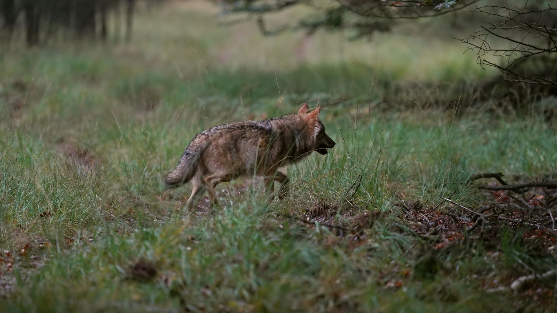 Een wolf wordt doodgereden, wat gebeurt er daarna?