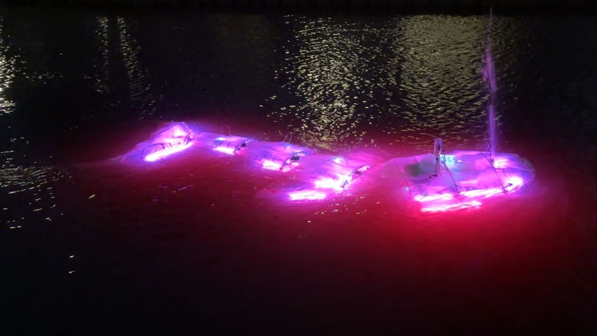 Lichtgevende walvissen in Sneek: kunst en scheepvaart komen tot leven