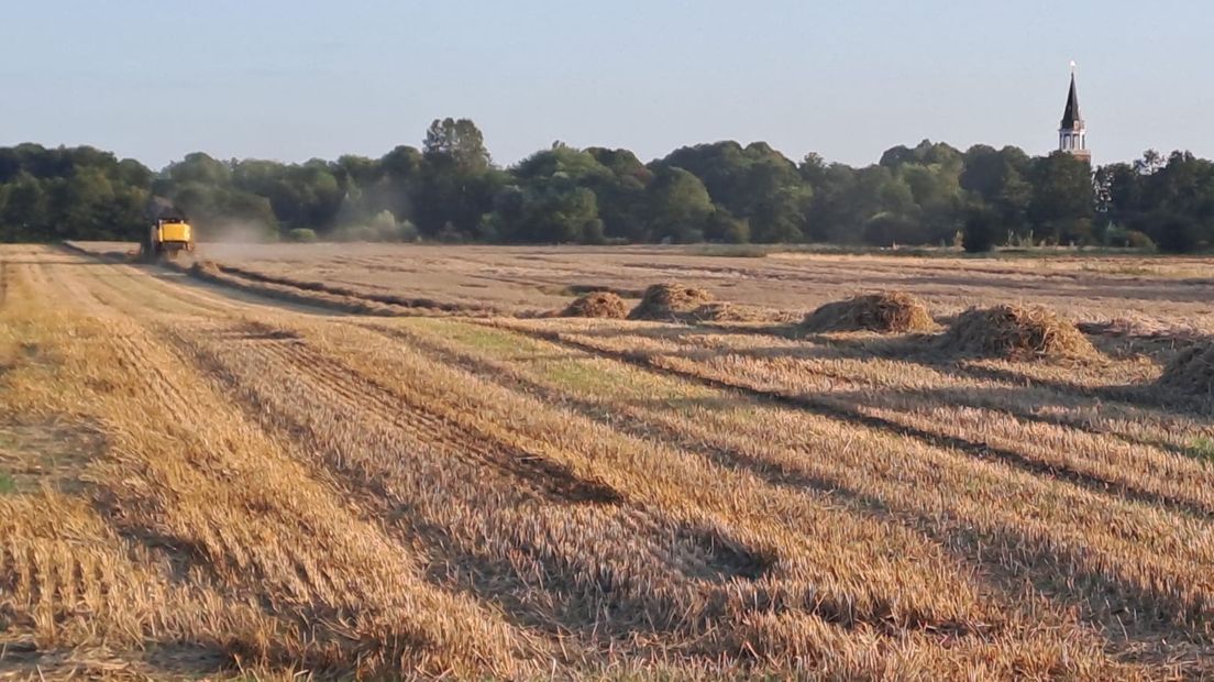 Het oogsten van plat gewaaid tarwe in Finsterwolde