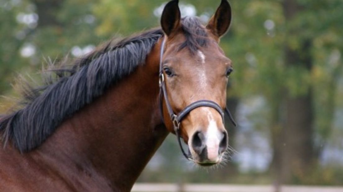 Een bruin paard komt in aanmerking politiepaard te worden (Rechten: archief RTV Drenthe)