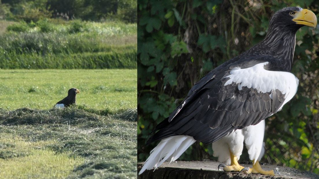 Links de Stellers zeearend in Zevenhuizen, rechts een gedetailleerde foto