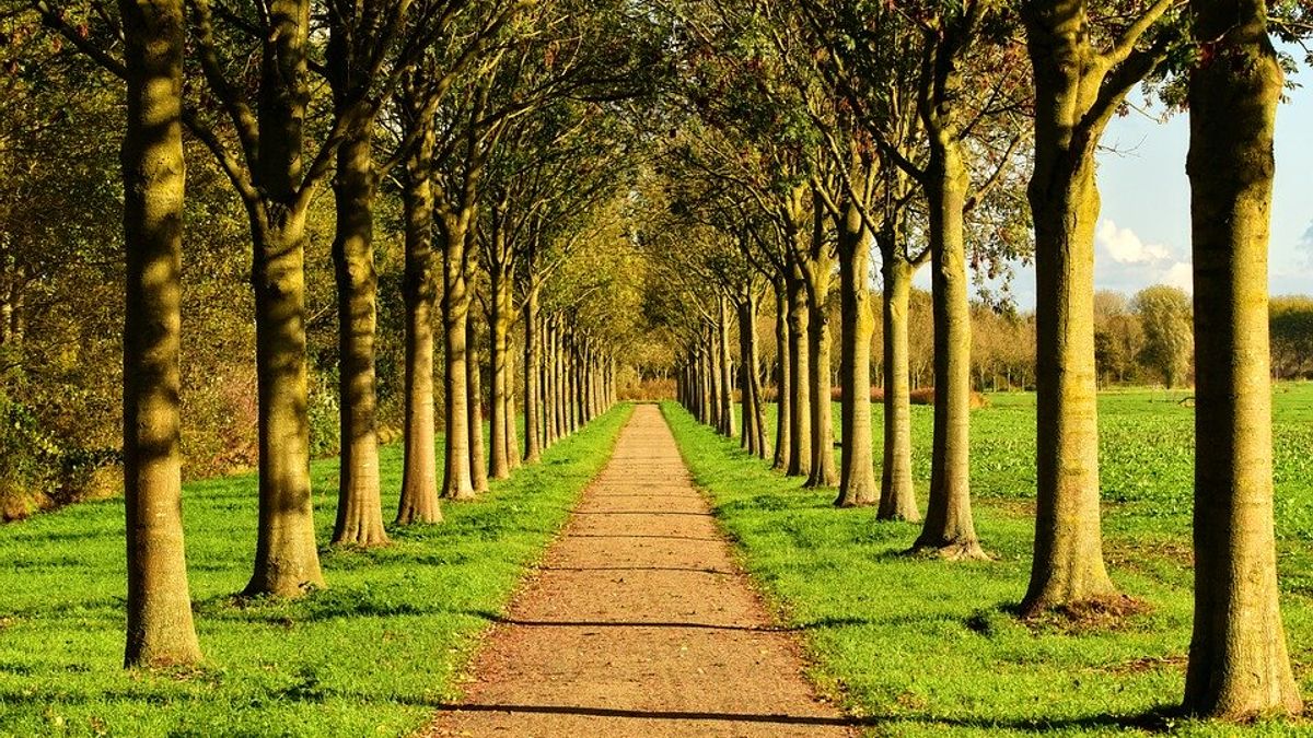 Strijd tegen eikenprocessierups: meer variatie bij aanplant nieuwe bomen