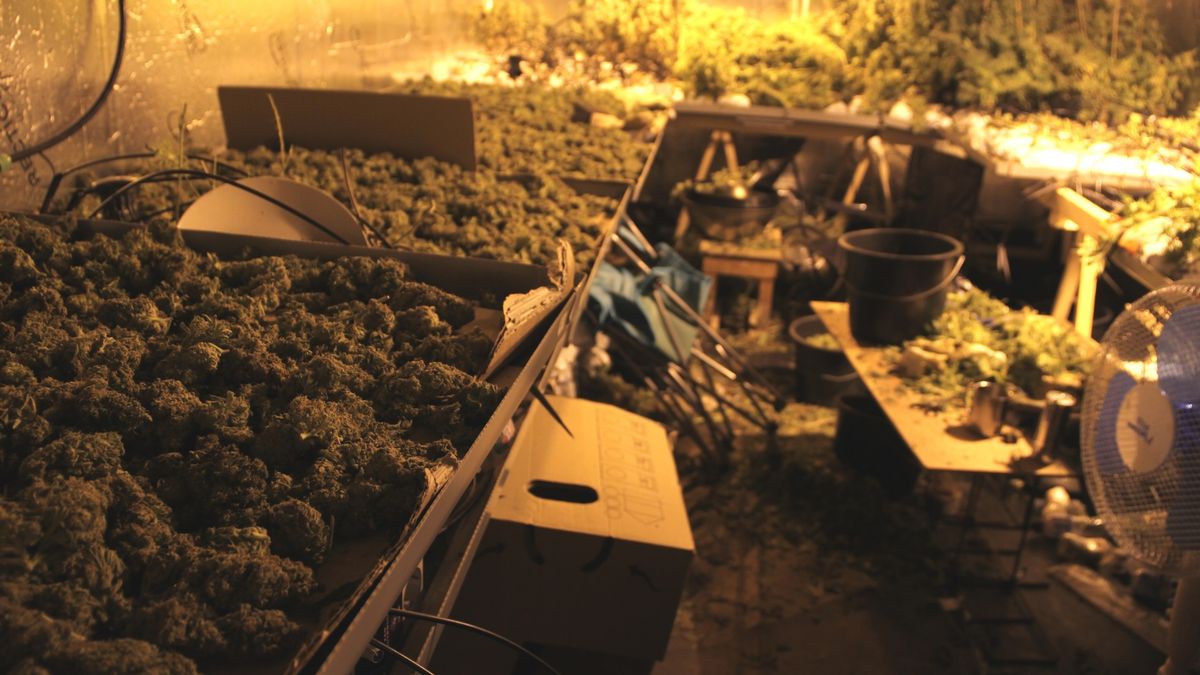 Werkstraf voor met noorderzon vertrokken wietteler