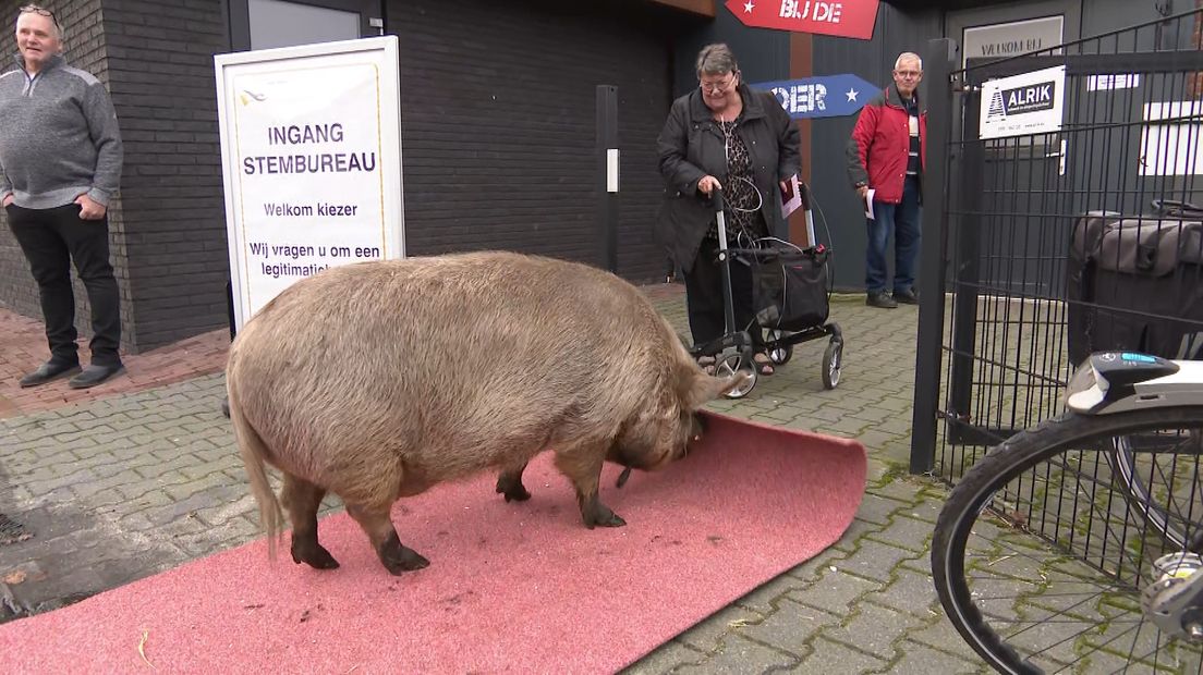 Op stembureau Akkervarken in Valthermond rolt een varken de rode loper uit voor stemmers