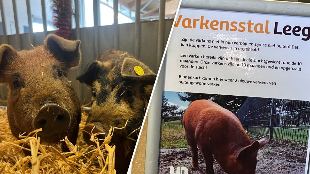 Varkens op Utrechtse kinderboerderijen naar de slacht: bewustwording of verkeerd voorbeeld?