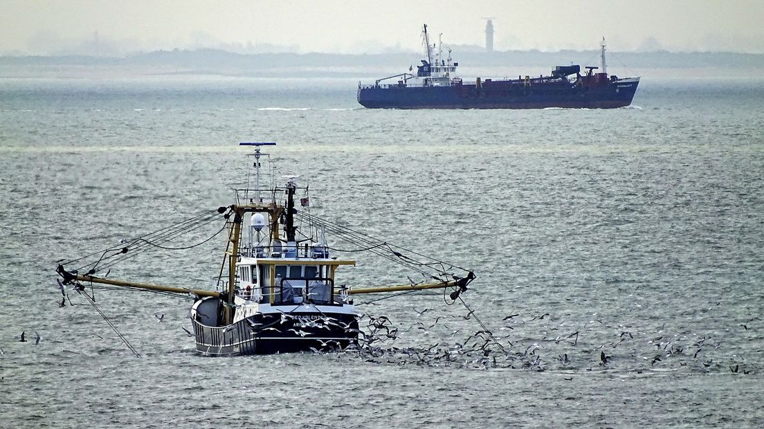 Visser op de Westerschelde