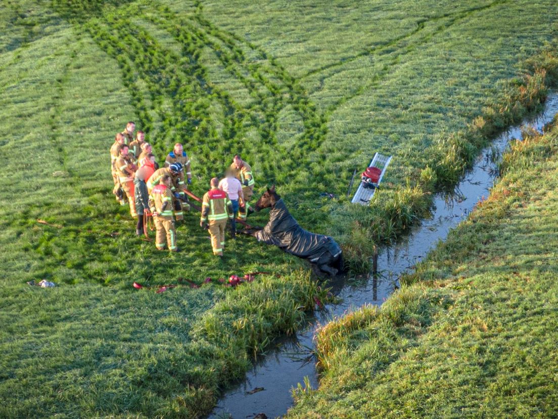 Brandweer redt paard uit water