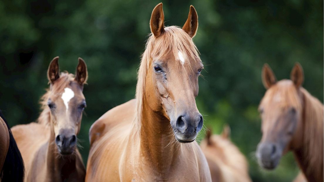 Paarden overleden na eten taxus (paarden op de foto niet betrokken bij dit verhaal)