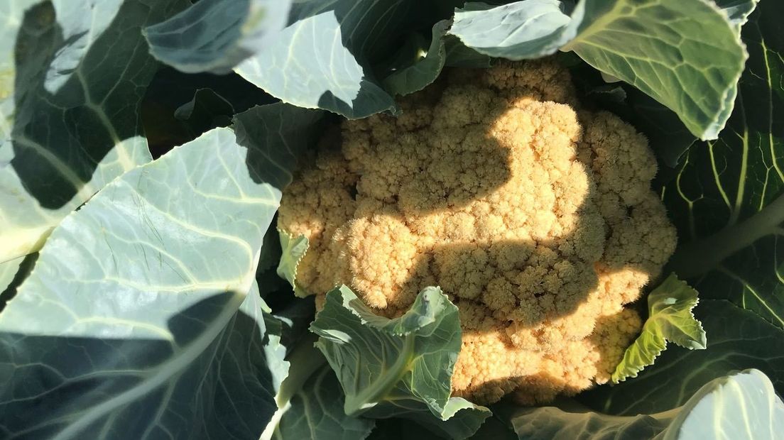 Gele bloemkolen op het land