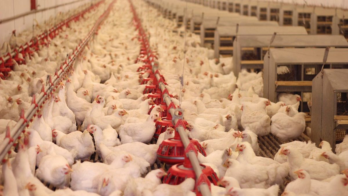 Natuurvergunning megastal Grubbenvorst blijft overeind