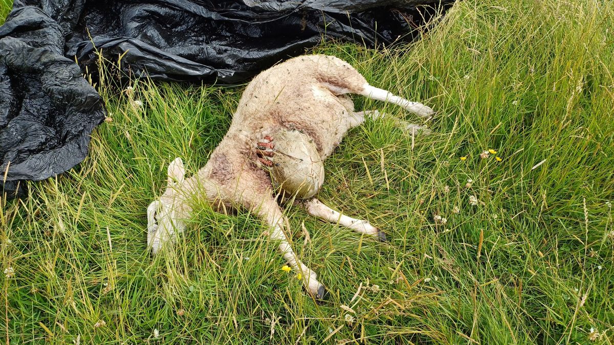 Weer schapen aangevallen in Noardeast-Fryslân | Veerboot Willem Barentsz losgeslagen in haven Tersch