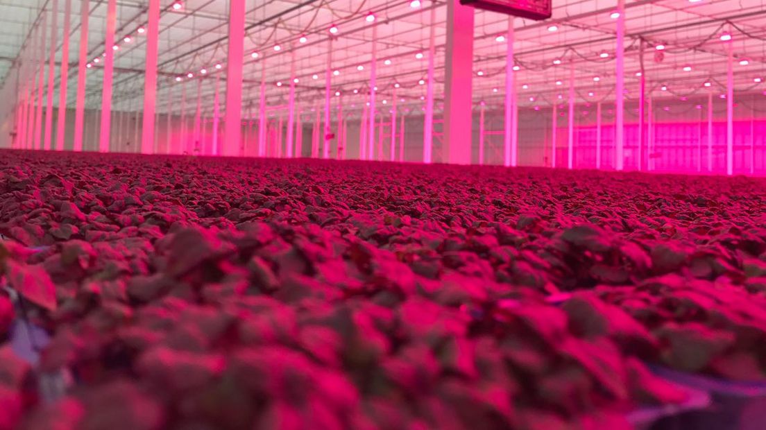 Kassen in het Westland lichten roze op door ledverlichting