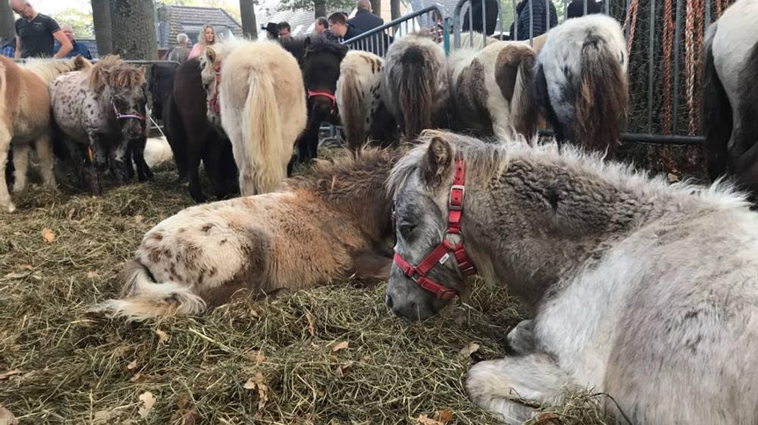 De paarden hoeven het niet koud te hebben (Rechten: Marjolein Knol / RTV Drenthe)