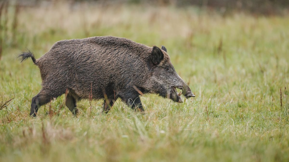 L1mburg Centraal: In Swalmen gaat de grens dicht voor wilde zwijnen