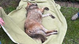Bewoners vinden slapende wolf in achtertuin