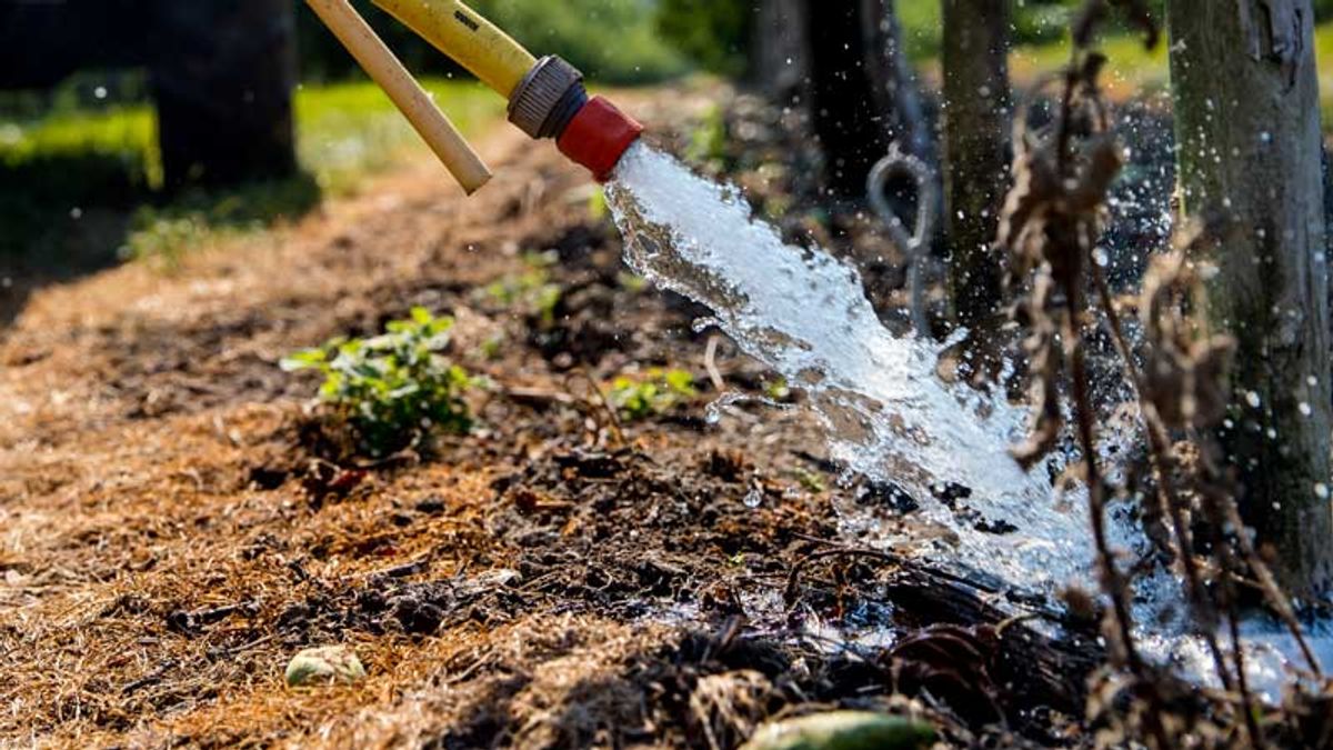 Droogte: grasmaaien in Rotterdam op een laag pitje - Rijnmond