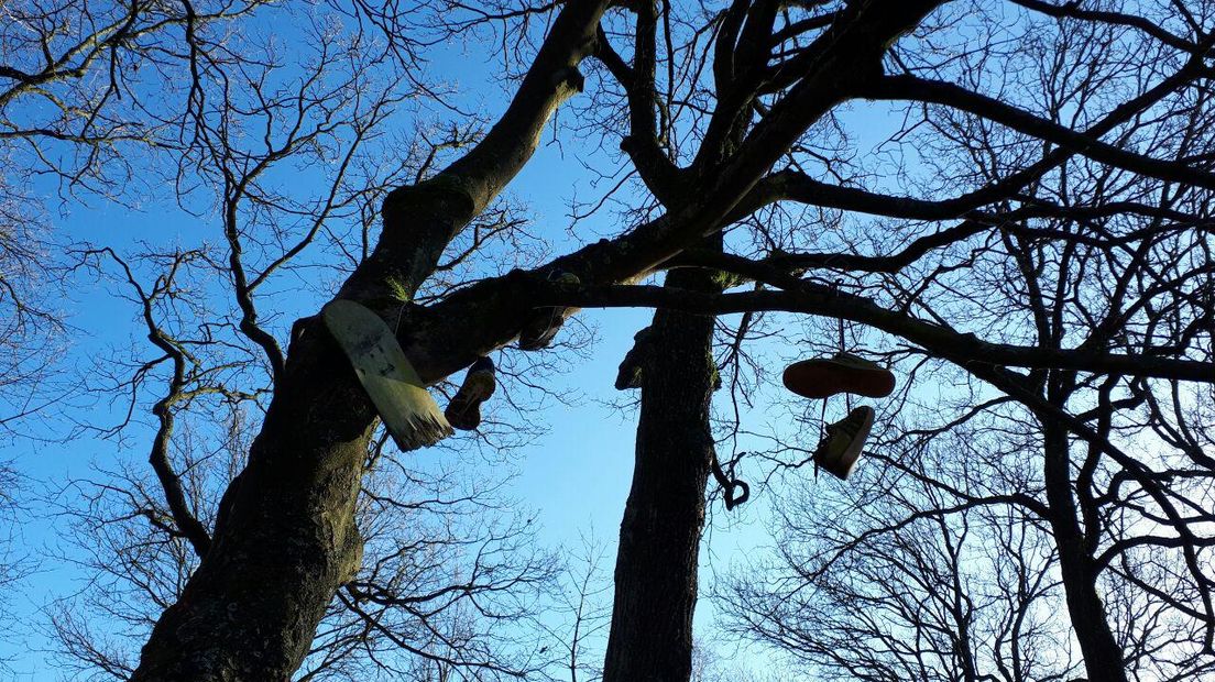 Behalve schoenen hangen er ook kapotte skateboards in de boom (Rechten: Greetje Schouten / RTV Drenthe)