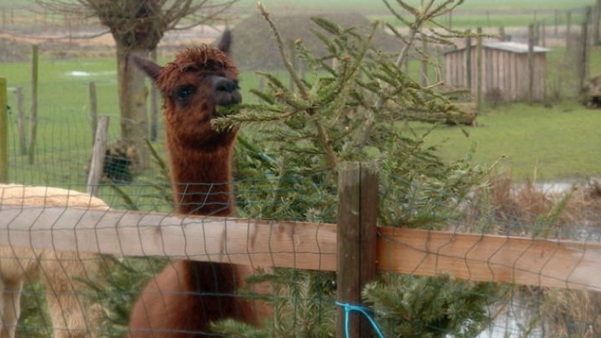 De alpaca's in Aagtekerke smullen van de kerstbomen