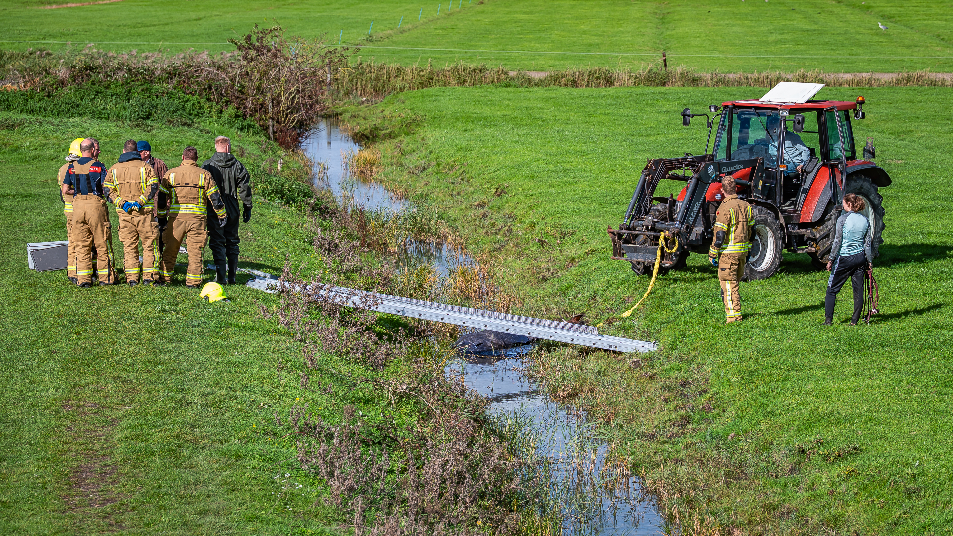 Met een tractor werd het dier op het droge getrokken