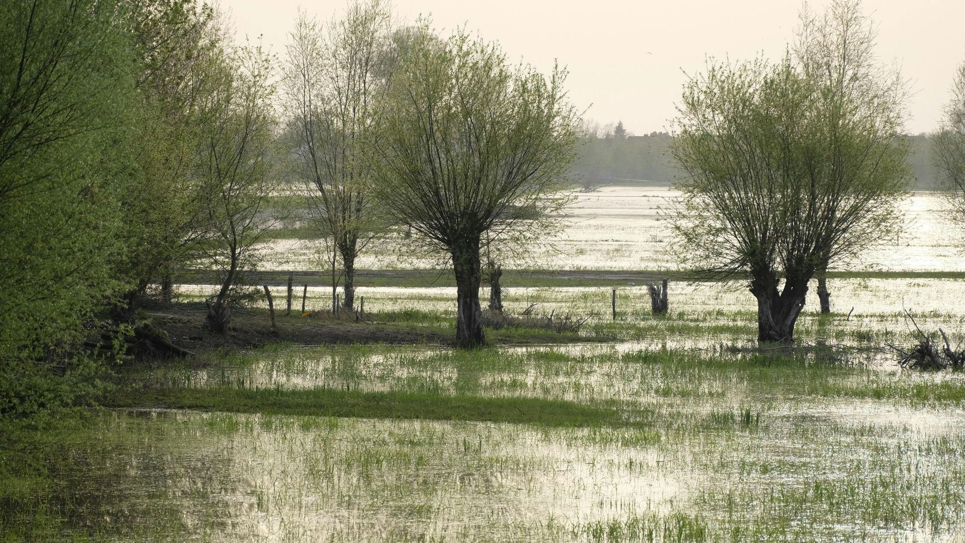 Ondergelopen land door veel regenval.