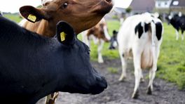Felle verkiezingsstrijd om terugdringen grote veehouderijen rond de Veluwe