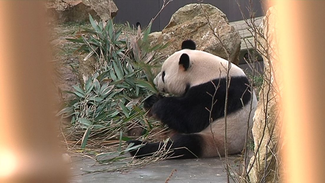 Bamboeknabbelende panda zit gewoon lekker buiten in de kou.
