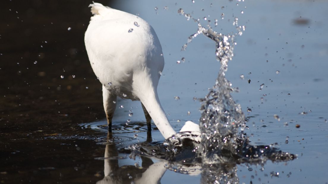 De grote zilverreiger is met een opmerkelijke opmars bezig. Tot het einde van de vorige eeuw werd de witte reiger in Gelderland maar heel zelden waargenomen. Nu zie je er soms tientallen op een dag. Waarom is onze provincie een populaire bestemming geworden?