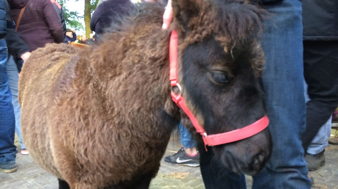 Binky, de shetlander van 3,5 maand oud (Rechten: Marjolein Knol/ RTV Drenthe)