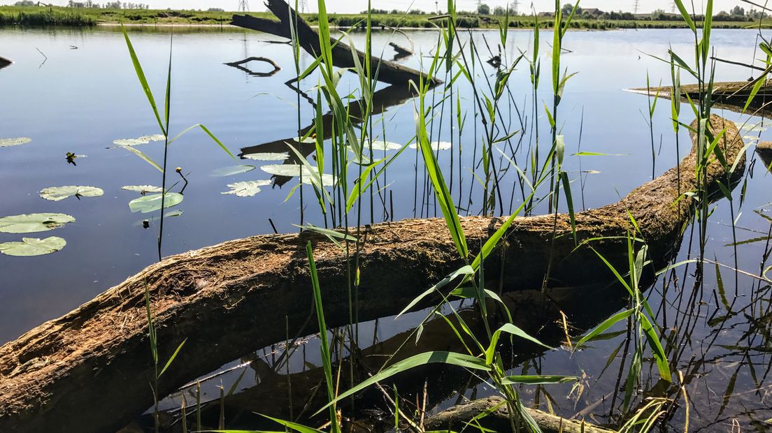 WAPENVELD – Iedere zondagochtend tussen 7.00 en 10.00 uur struint verslaggever Laurens Tijink door de Gelderse natuur. Deze week ontdekt Laurens het Kloosterpad in Wapenveld, samen met natuurliefhebber Jan Nitrauw.