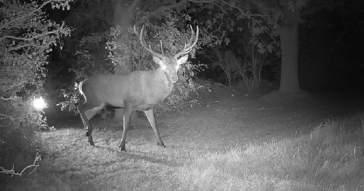 Rare Footage: Stag Captured on Camera in Drenthe - News Directory 3